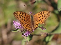 Argynnis adippe