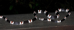 Rhinobothryum lentiginosum