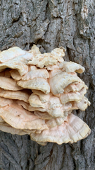 Laetiporus sulphureus