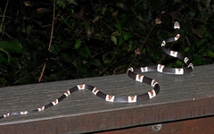 Rhinobothryum lentiginosum