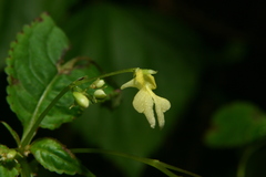 Impatiens racemosa