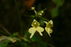 Impatiens racemosa