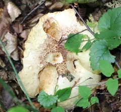 Leccinum albostipitatum