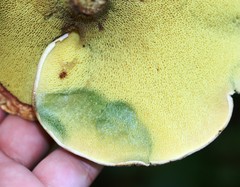 Leccinum albostipitatum