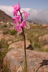 Disa pulchra
