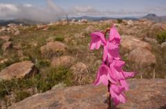 Disa pulchra
