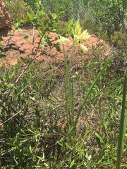 Eulophia welwitschii