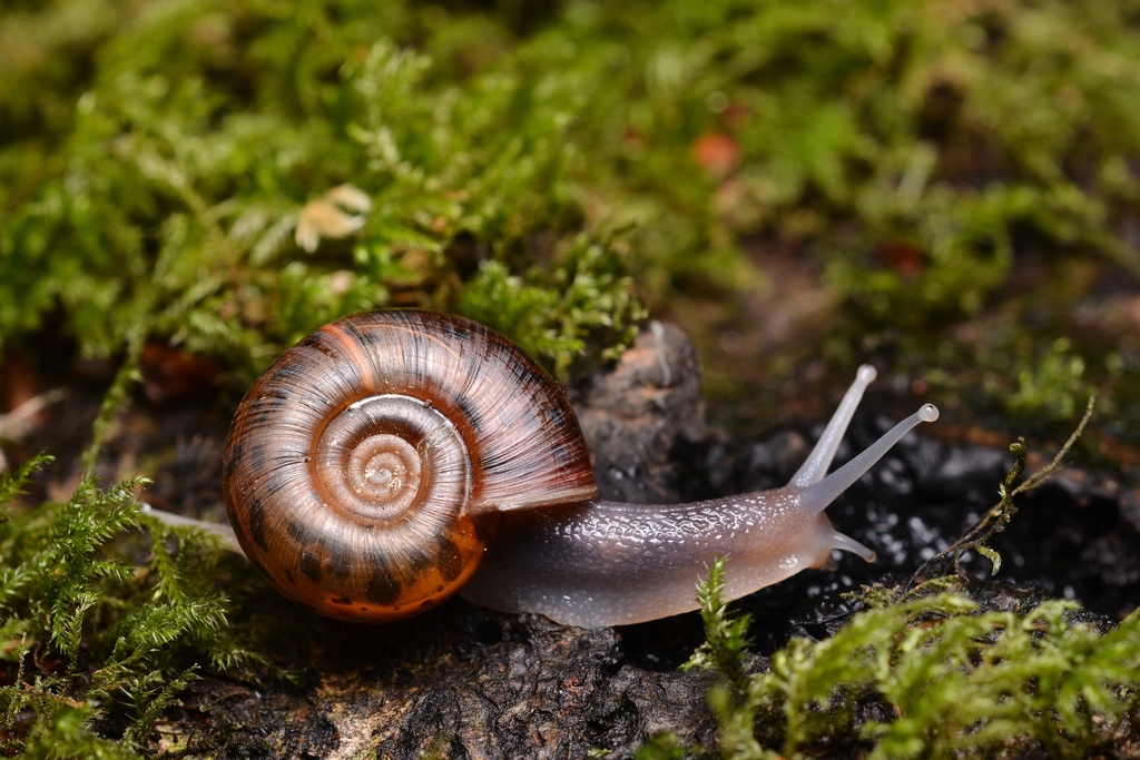 escargot de Quimper