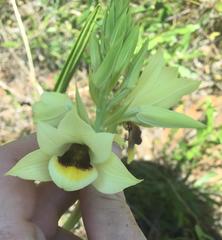 Eulophia welwitschii