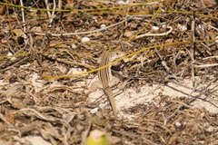 Aspidoscelis angusticeps