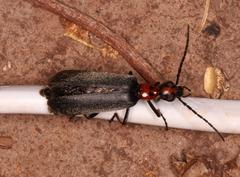 Lydomorphus bisignatus