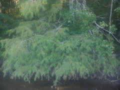 Taxodium distichum