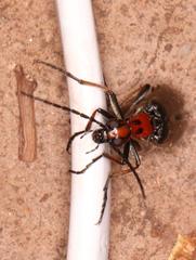 Lydomorphus bisignatus