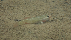 Rhinogobius duospilus