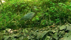 Ardea herodias