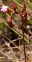 Drosera natalensis