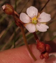 Drosera natalensis