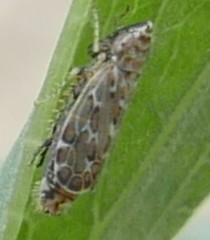 Jassargus