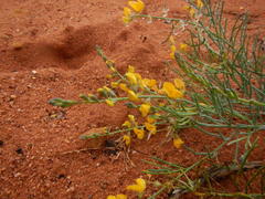Lebeckia sepiaria