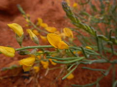 Lebeckia sepiaria