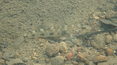 Rhinogobius similis