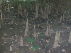 Taxodium distichum