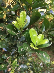 Ilex maximowicziana
