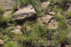 Athanasia microcephala