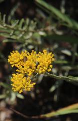 Athanasia microcephala