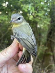 Vireo philadelphicus
