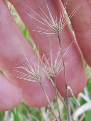 Hordeum geniculatum