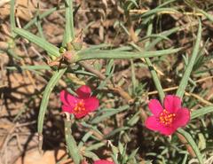 Portulaca kermesina