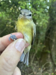 Vireo philadelphicus