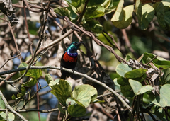 Cinnyris erythrocercus
