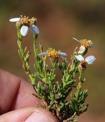 Phymaspermum parvifolium