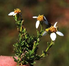Phymaspermum parvifolium