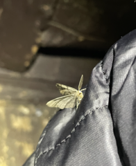 Lomographa glomeraria