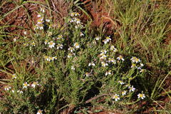 Phymaspermum parvifolium