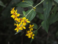 Hymenostephium cordatum