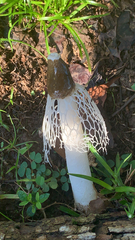 Phallus merulinus