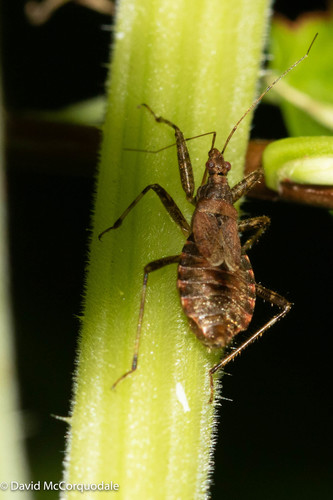 Žiaurioji Skerdblakė nuotrauka