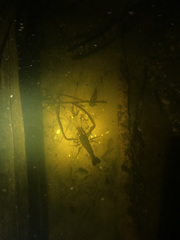 Macrobrachium acanthurus