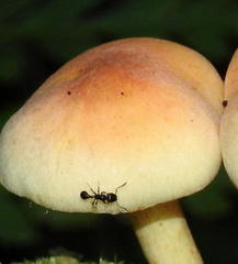 Tetramorium sericeiventre