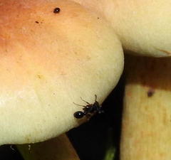 Tetramorium sericeiventre