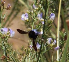 Psoralea verrucosa