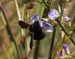 Psoralea verrucosa