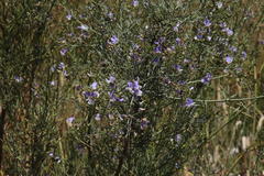 Psoralea verrucosa