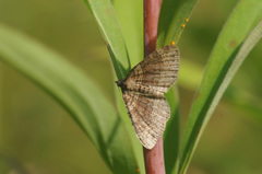 Xanthorhoe spadicearia