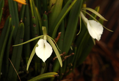 Brassavola nodosa