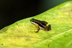 Silverstoneia flotator